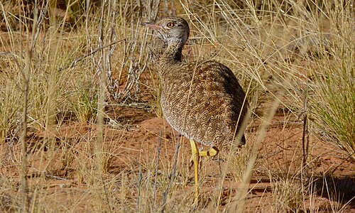 Northern Black Korhaan (Afrotis afraoides)
