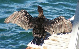 Cape Cormorant (Phalacrocorax capensis)