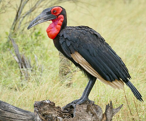Southern Ground Hornbill (Bucorvus leadbeateri)