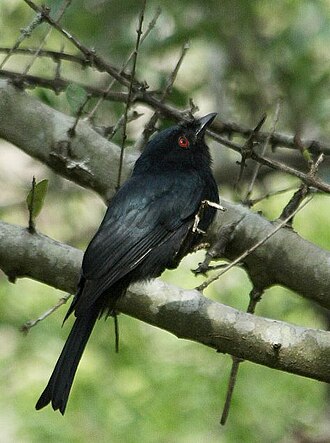 Square-tailed Drongo (Dicrurus ludwigii)