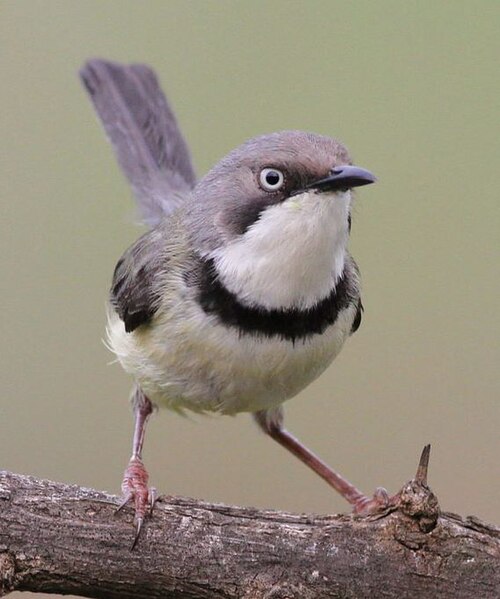 Bar-throated Apalis (Apalis thoracica)