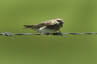 Brown-throated Martin (Riparia paludicola)