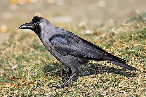 House Crow (Corvus splendens)