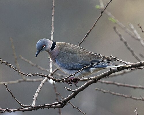 Mourning Collared Dove (Streptopelia decipiens)