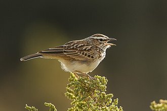 Fawn-colored Lark (Calendulauda africanoides)