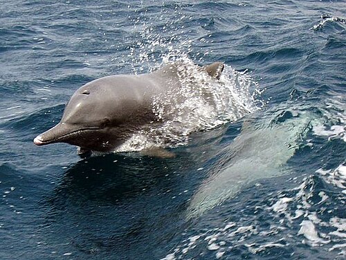 Indian Ocean humpback dolphin (Sousa plumbea)