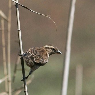 Yellow-throated Petronia (Gymnoris superciliaris)