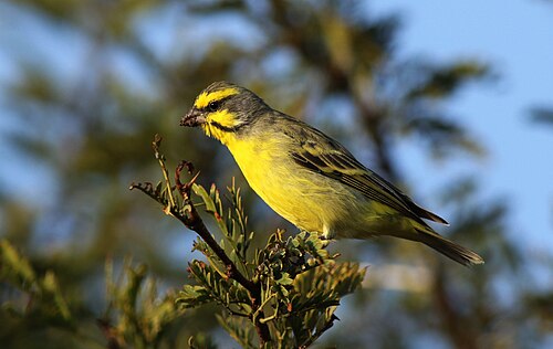 Yellow-fronted Canary (Crithagra mozambica)