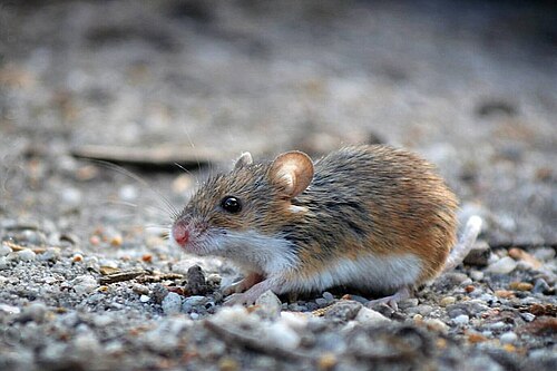 Southern African Pygmy Mouse (Mus minutoides)