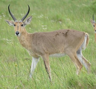Southern Reedbuck (Redunca arundinum)