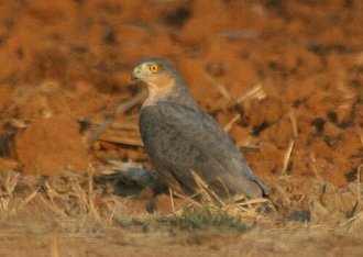 Rufous-breasted Sparrowhawk (Accipiter rufiventris)