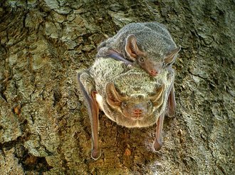 Mauritian Tomb Bat (Taphozous mauritianus)