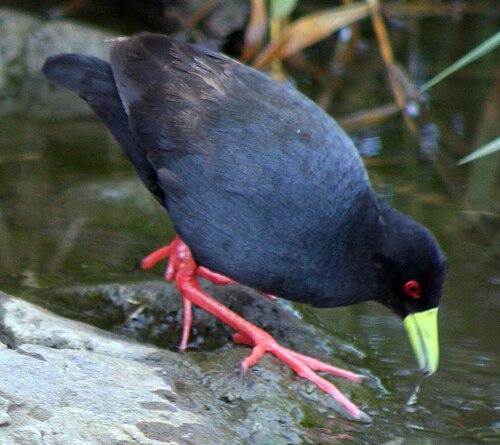 Black Crake (Amaurornis flavirostra)