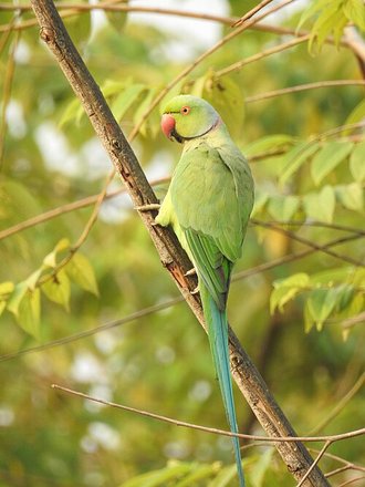 Rose-ringed Parakeet (Psittacula krameri)