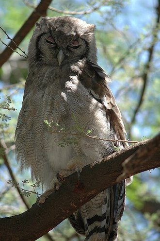 Verreaux's Eagle-Owl (Bubo lacteus)