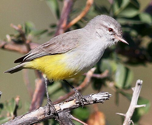 Yellow-bellied Eremomela (Eremomela icteropygialis)