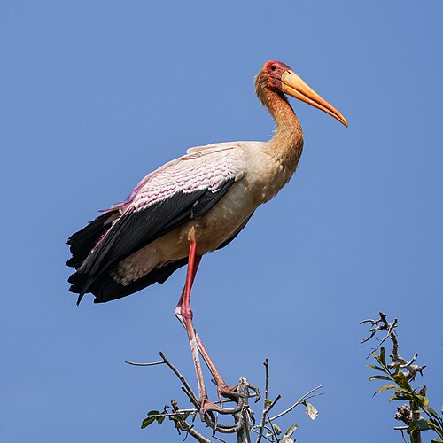 Yellow-billed Stork (Mycteria ibis)