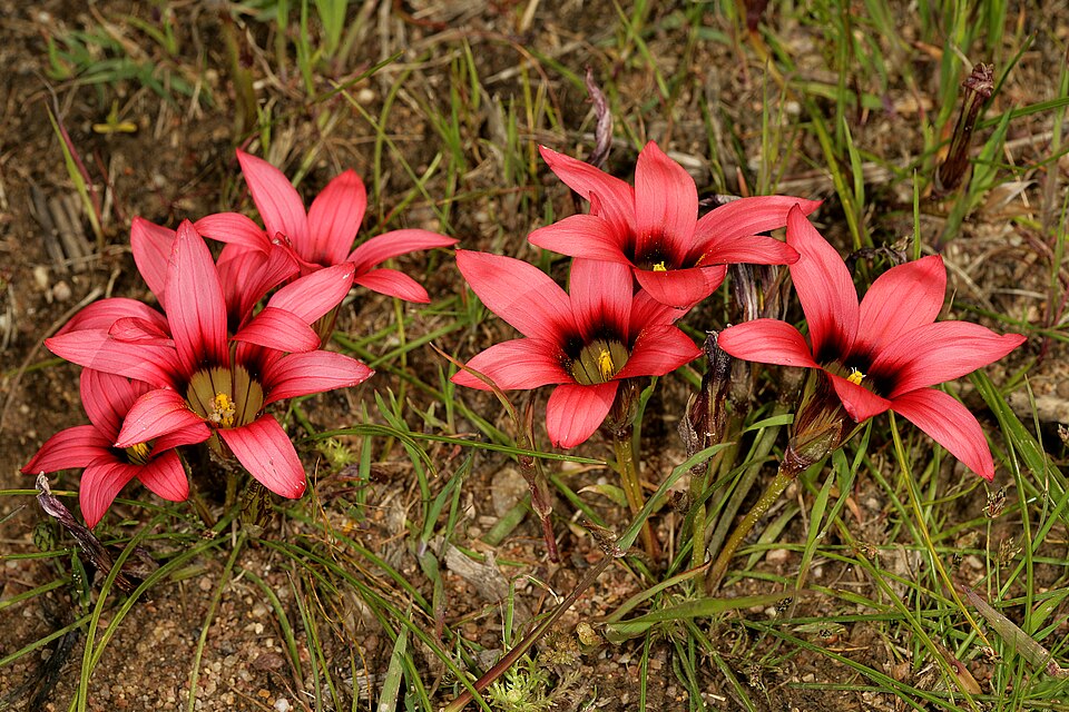 Darling Renosterveld Reserve, Western Cape