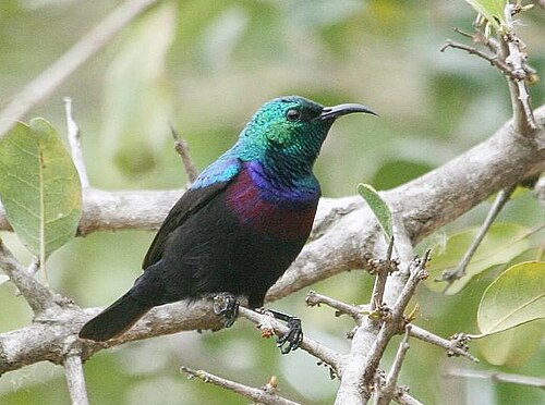 Purple-banded Sunbird (Cinnyris bifasciatus)