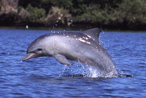 Indo-Pacific Bottlenose Dolphin (Tursiops aduncus)