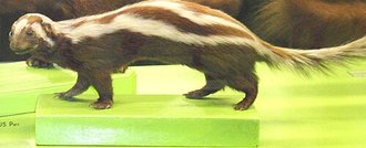 Striped Polecat (Ictonyx striatus)