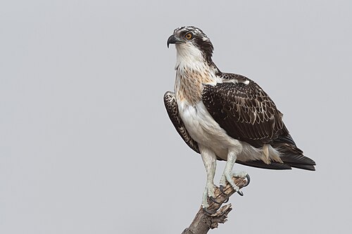 Osprey (Pandion haliaetus)