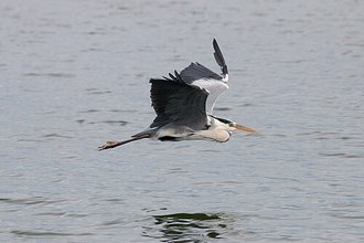 Grey Heron (Ardea cinerea)