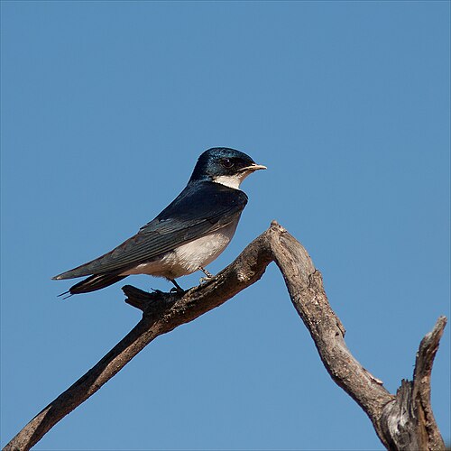 Pearl-breasted Swallow (Hirundo dimidiata)
