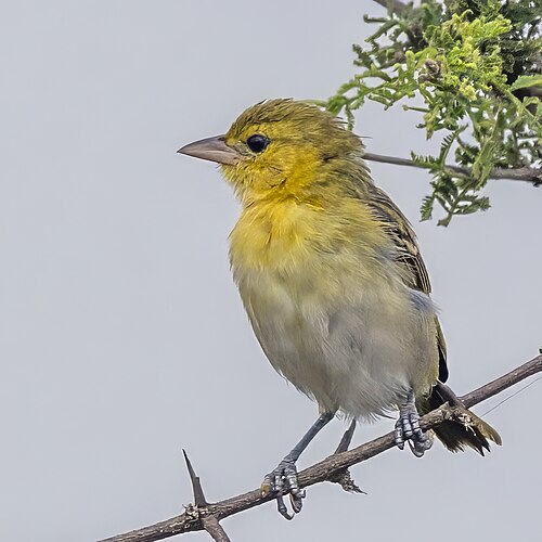 Lesser Masked Weaver (Ploceus intermedius)