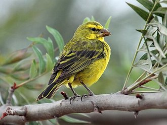 Brimstone Canary (Crithagra sulphurata)