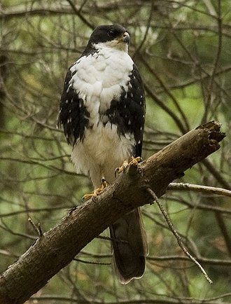 Black Sparrowhawk (Accipiter melanoleucus)