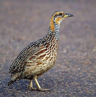 Red-winged Francolin (Scleroptila levaillantii)