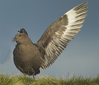 Brown Skua (Stercorarius antarcticus)