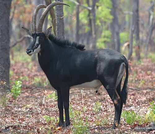 Sable Antelope (Hippotragus niger)