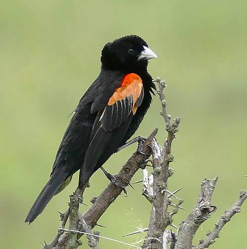 Fan-tailed Widowbird (Euplectes axillaris)