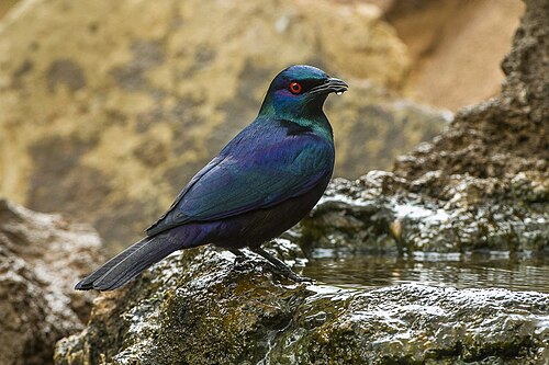 Black-bellied Starling (Notopholia corrusca)