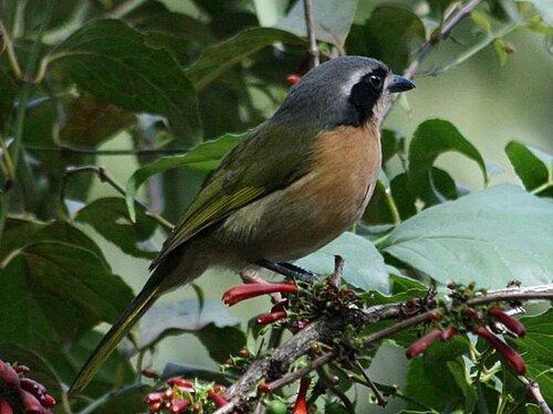 Olive Bushshrike (Chlorophoneus olivaceus)