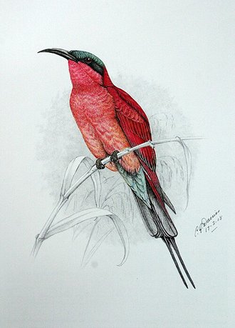 Southern Carmine Bee-eater (Merops nubicoides)