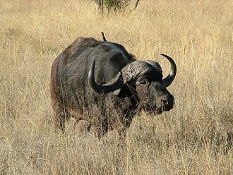 African Buffalo (Syncerus caffer)