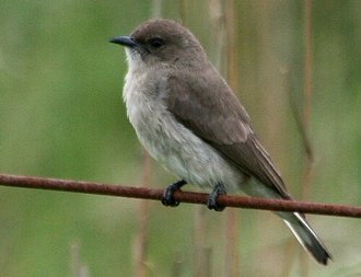 Brown-backed Honeybird (Prodotiscus regulus)