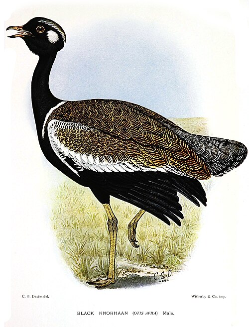 Southern Black Korhaan (Afrotis afra)