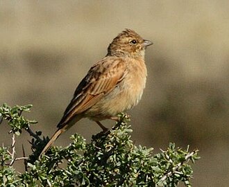 Lark-like Bunting (Emberiza impetuani)