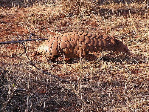 Ground Pangolin (Manis temminckii)