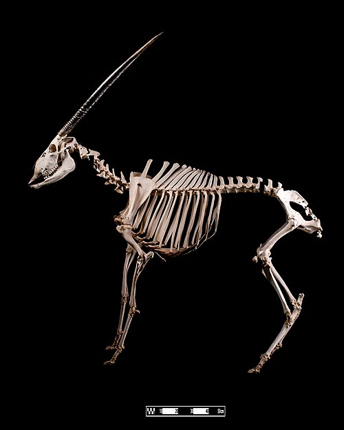 Gemsbok (Oryx gazella)