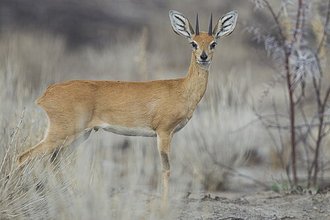 Steenbok (Raphicerus campestris)