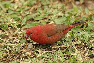 Red-billed Firefinch (Lagonosticta senegala)