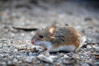 Southern African Pygmy Mouse (Mus minutoides)