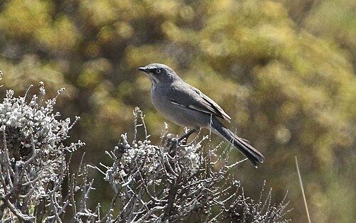 Layard's Warbler (Sylvia layardi)