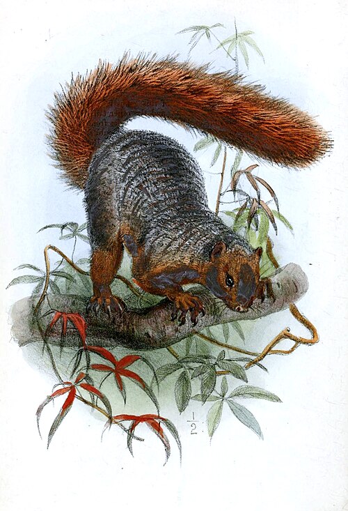 Red Bush Squirrel (Paraxerus palliatus)