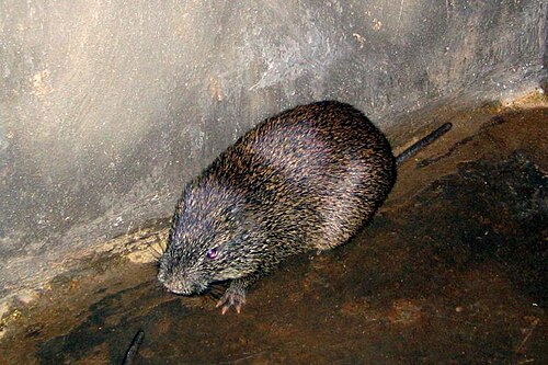 Greater Cane Rat (Thryonomys swinderianus)
